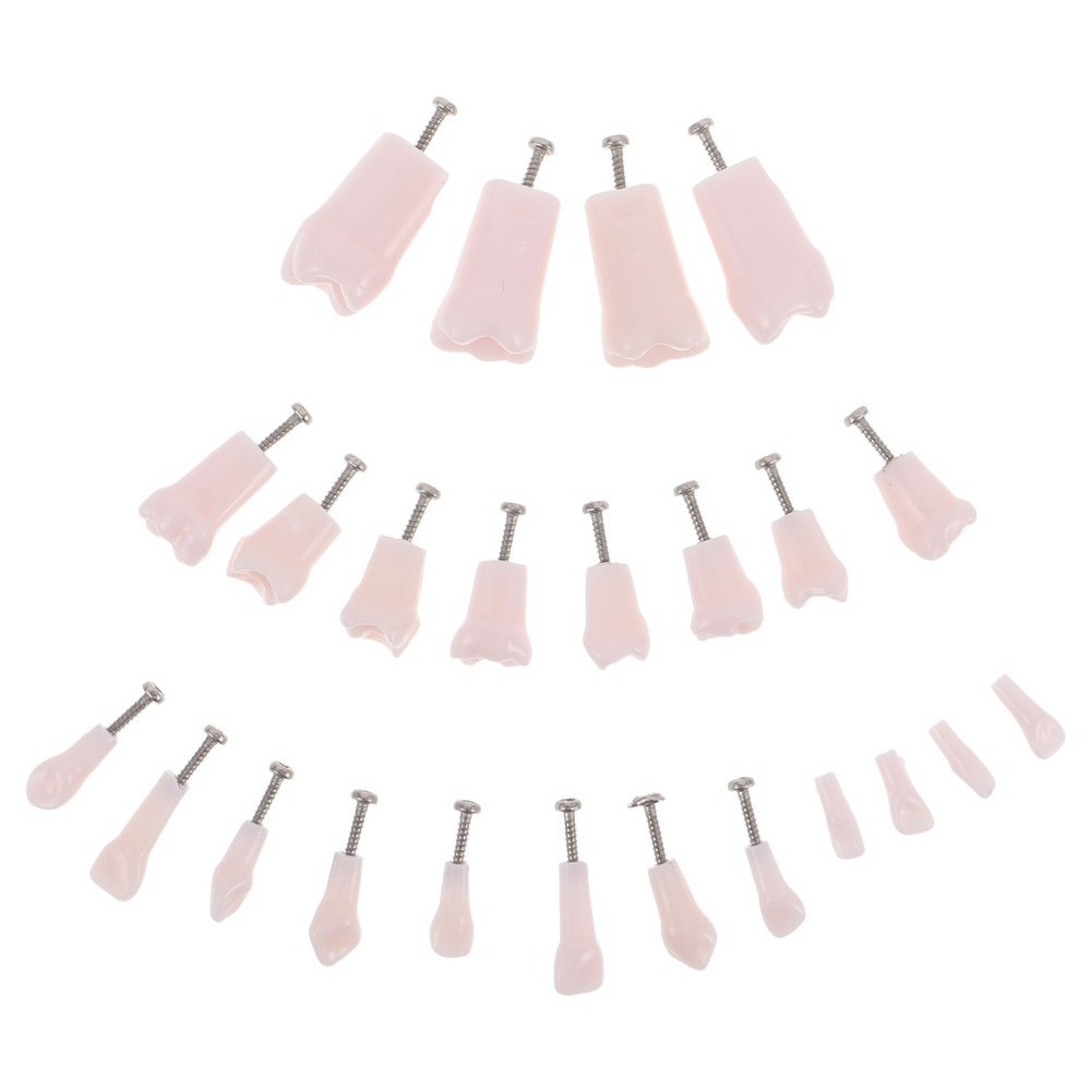 24 Pcs Artificial Teeth Dental Teaching Supplies Removable Typodont Model