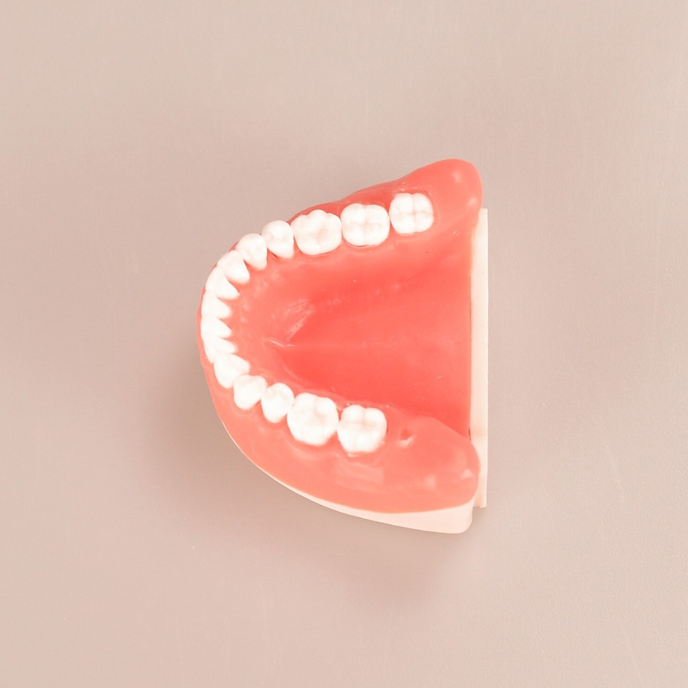 Dental Tooth Extraction Practice Model Dental Training Product Display