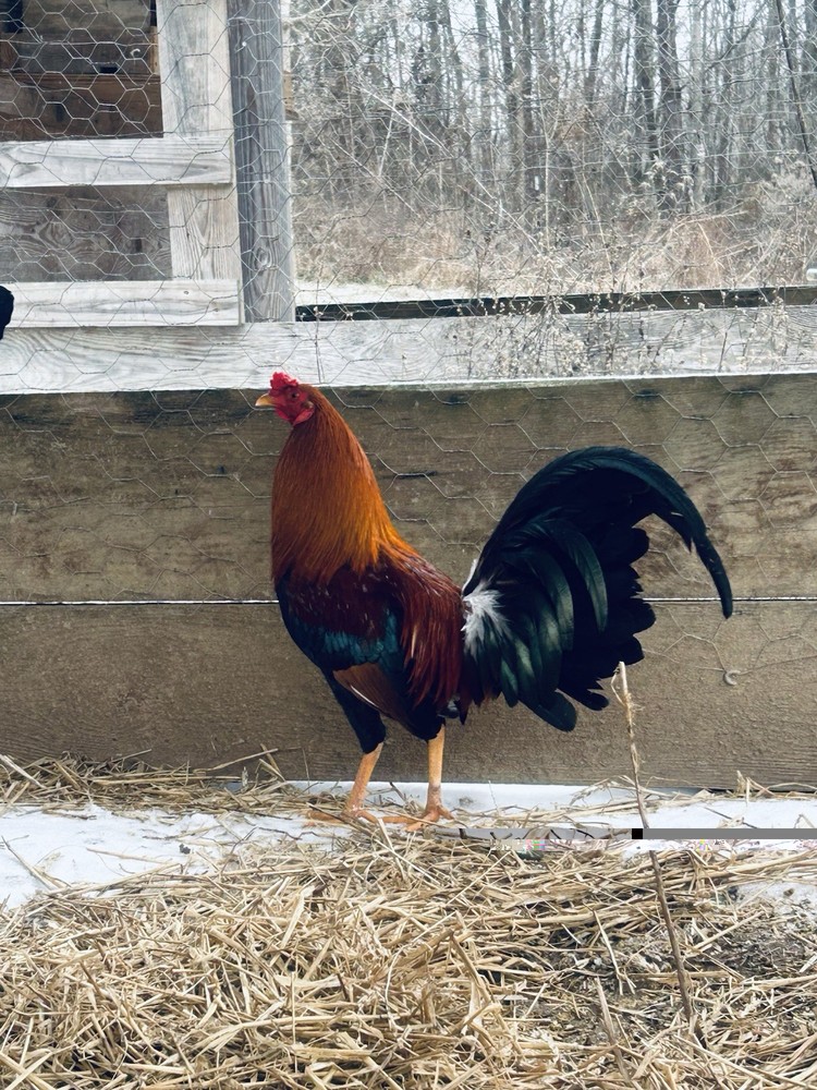 “Hatching Eggs”-for Sale Chicken