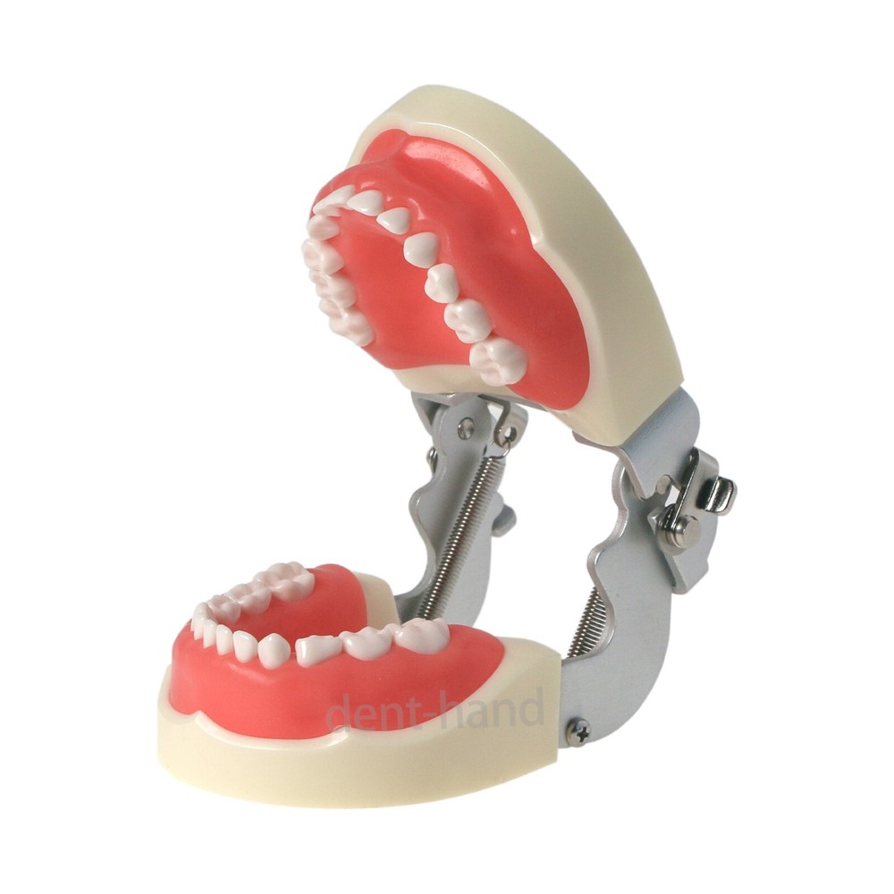 Dental Typodont Children Removable Deciduous 24Pcs Teeth Preparation Teach Model