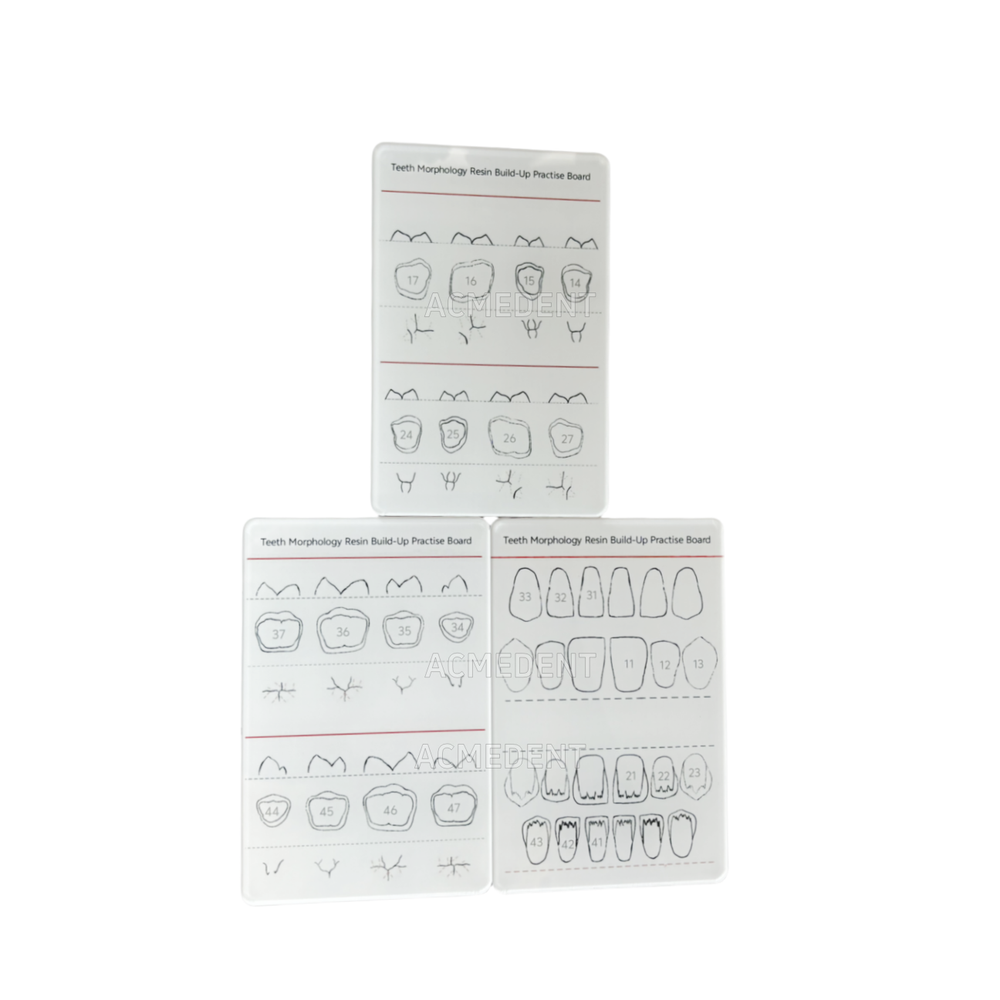 Dental Caries Decay Teeth Model Tooth Simulate Class Ⅱ Resin Restore Template