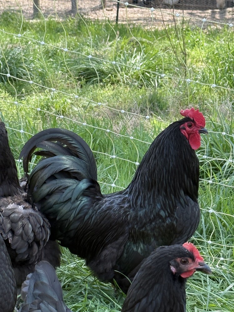 NPIP Certified Australorp Hatching Eggs 12+ 2