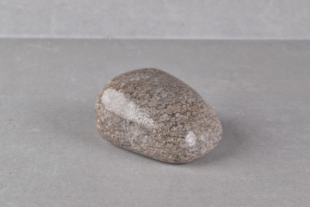 Fossilized Dinosaur Bone Polished from Morocco 4.0 cm # 19757