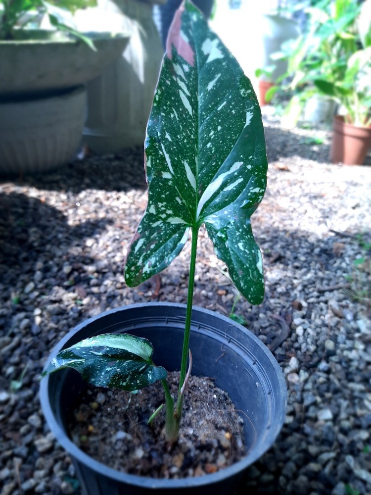 Syngonium red spot tri color