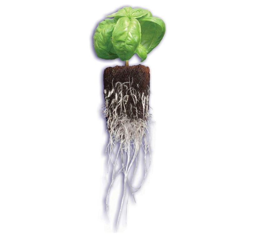 General Hydroponics Rapid Rooter, Starter Plug for Seeds or 50 Plugs