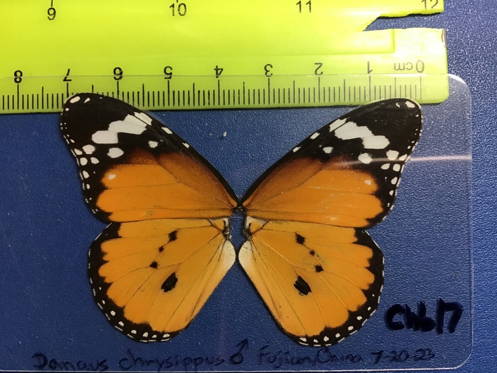 CHB 17  A+/A    Danaus chrysippus MALE