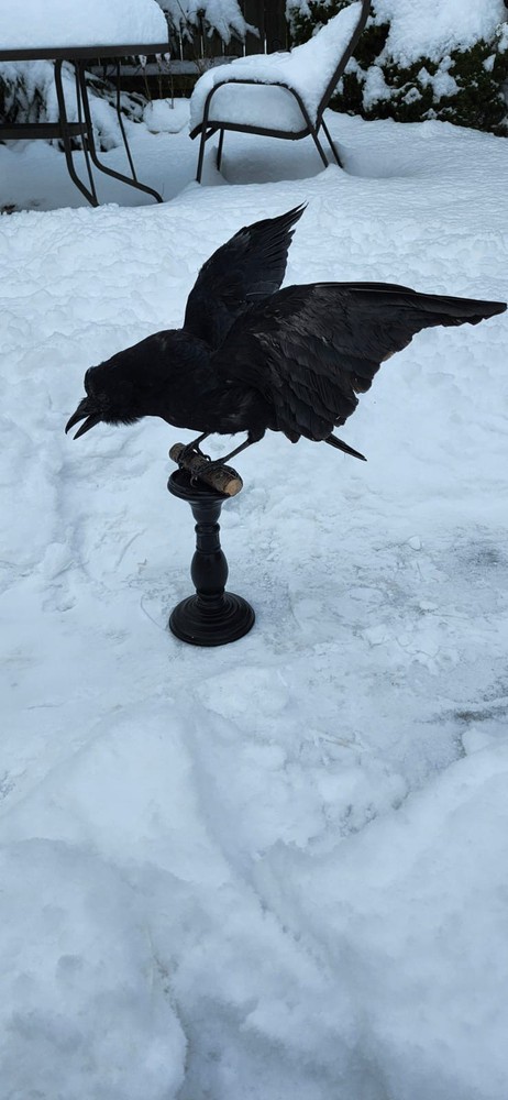 Carrion Crow Taxidermy