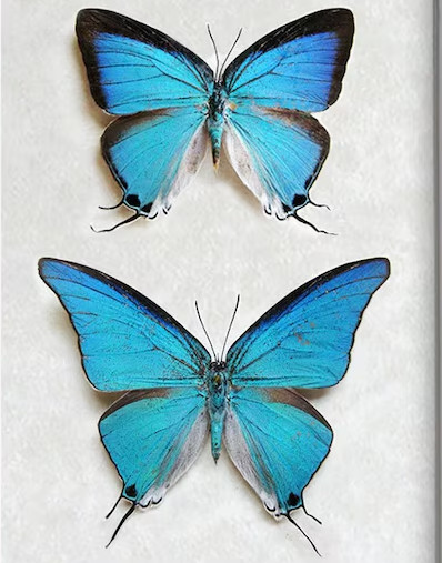 Pseudolycaena damo -A RARE A1 SPECIMEN, Unspread, Central Americ