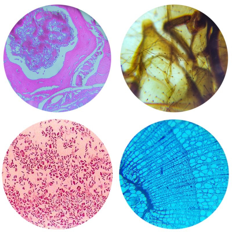 5 Pcs Mixed Microscope Prepared Slide Biological Teaching Studying Children Gift