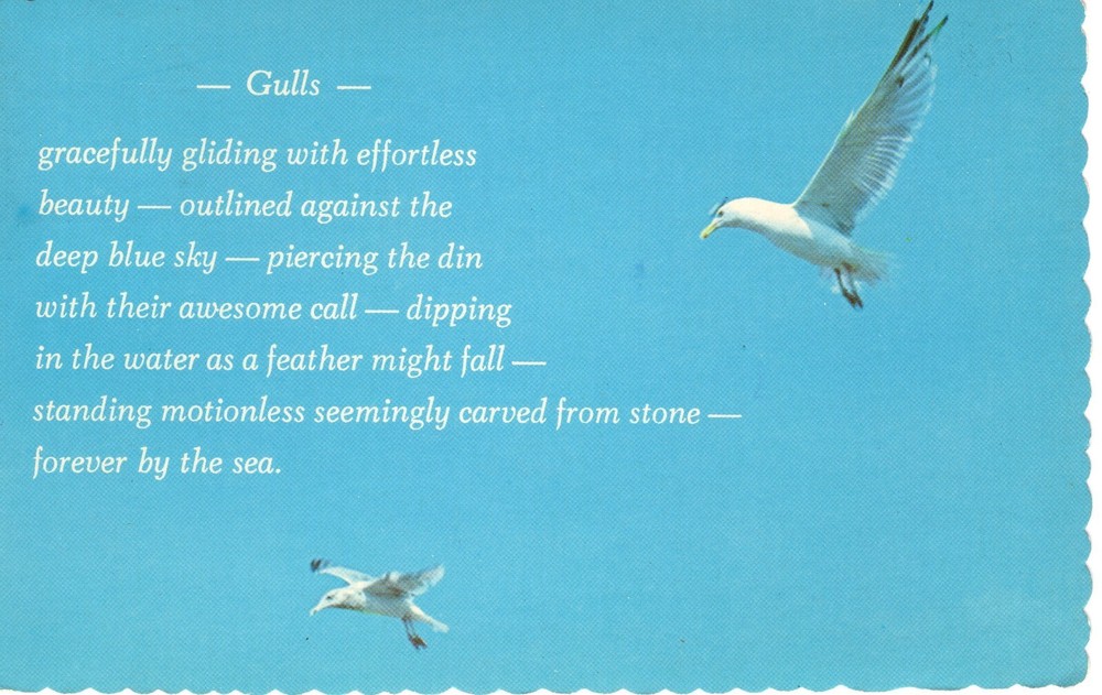SEA GULLS - PC3609