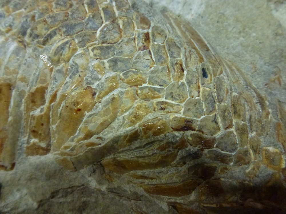 Fossil Fish 9" by 12" Vinctifer comptoni Agassiz 1834 , a bony fish