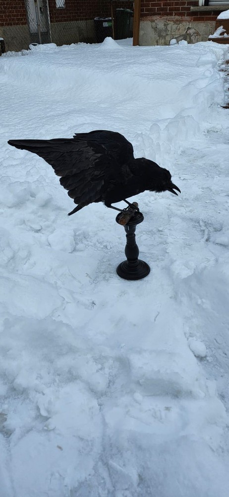 Carrion Crow Taxidermy