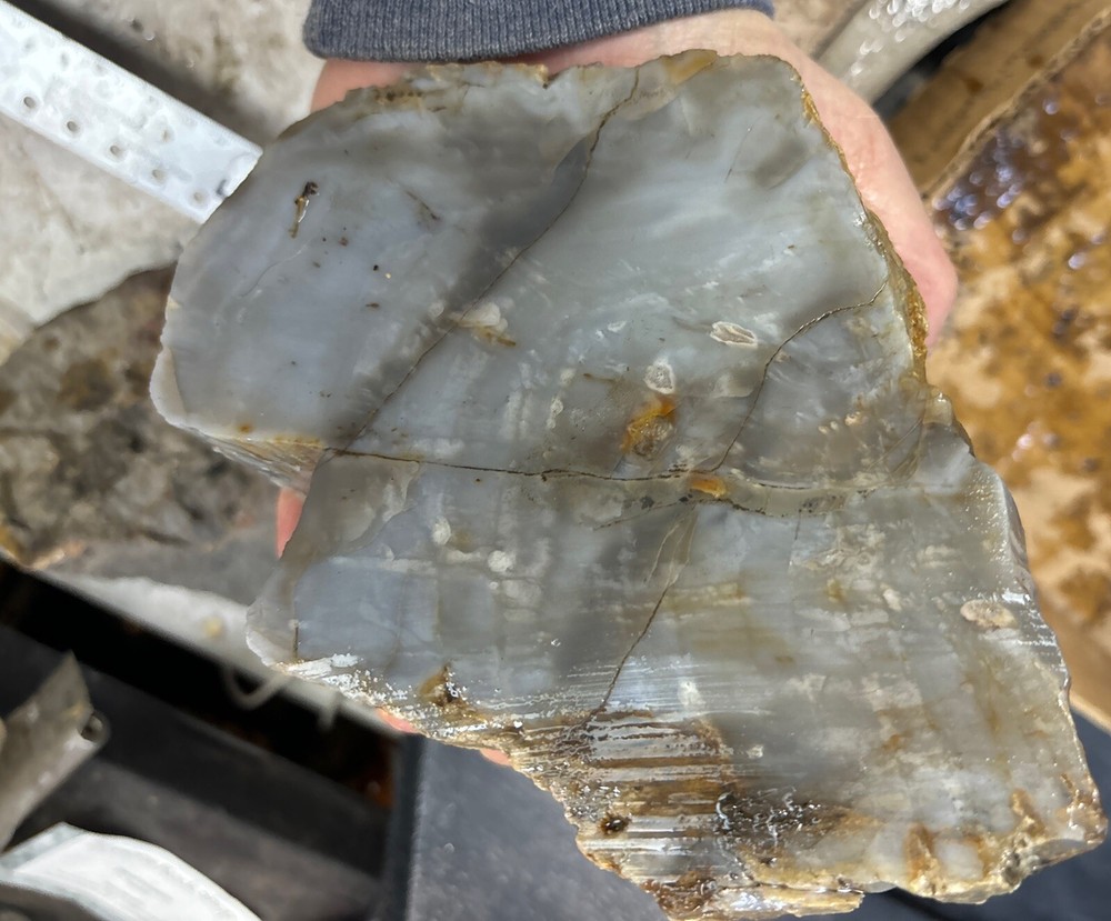 Silver Creek Junction petrified wood