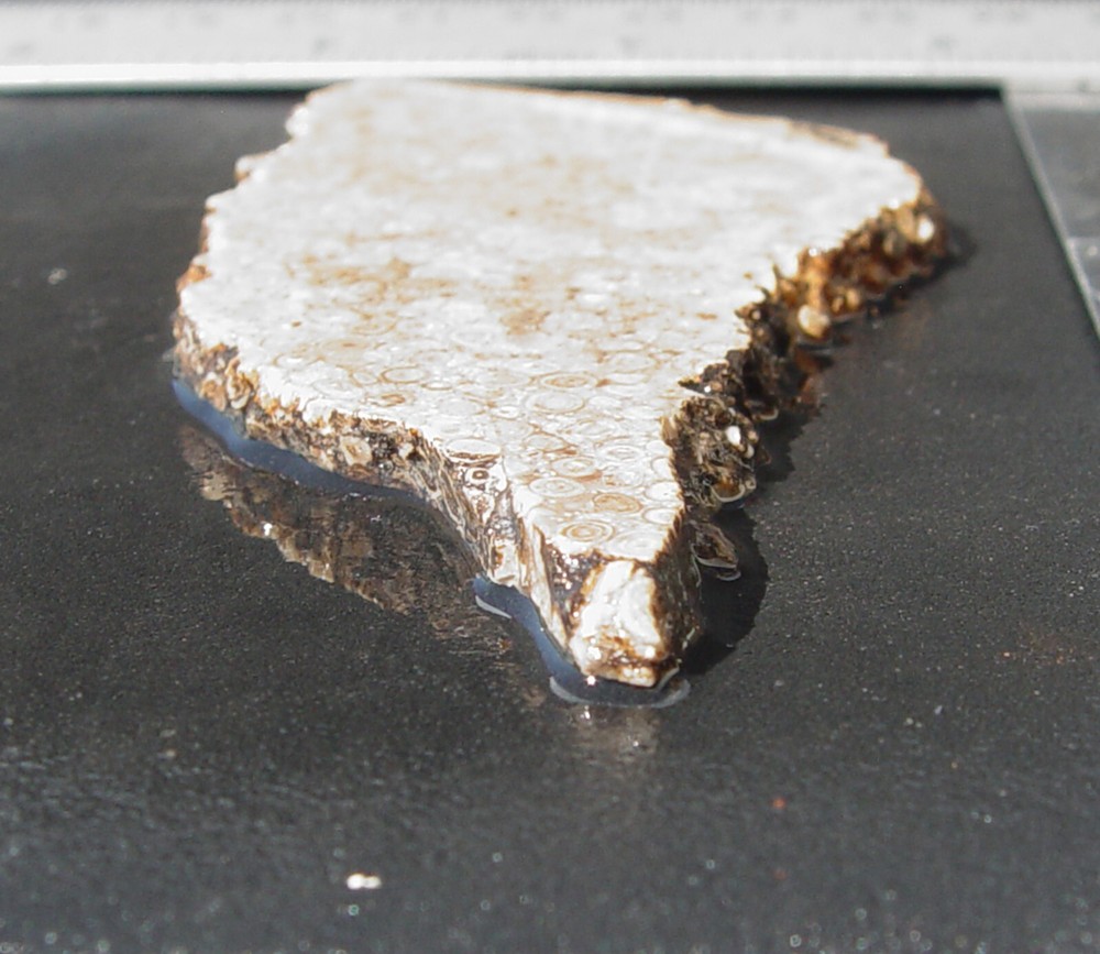 Oolite Lapidary Slab T1210