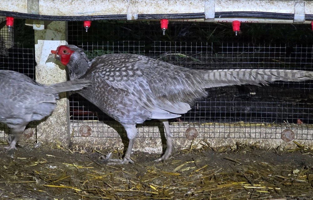 12+1 Abyssinian pheasant hatching eggs 🥚 -PRE ORDER SHIPPING MAY