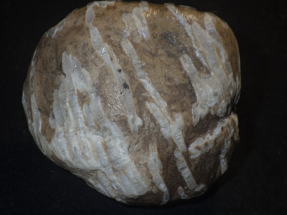 Chain Coral Halysites 15.7 oz