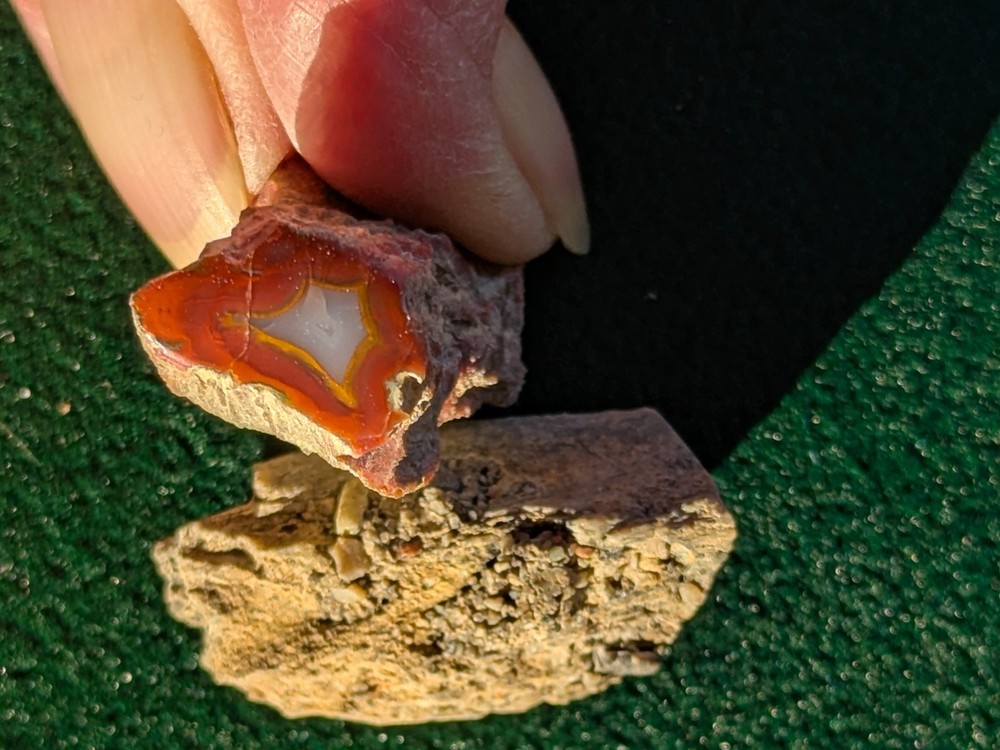 2 - Petrified Wood Miniature Limb Casts