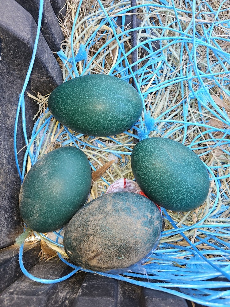 2 Emu Hatching Eggs White Blonde Normals