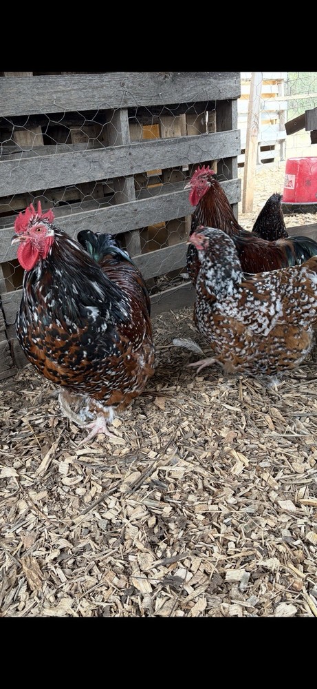 8+ Jubilee Blue Splash BBS English Orpington Hatching Eggs