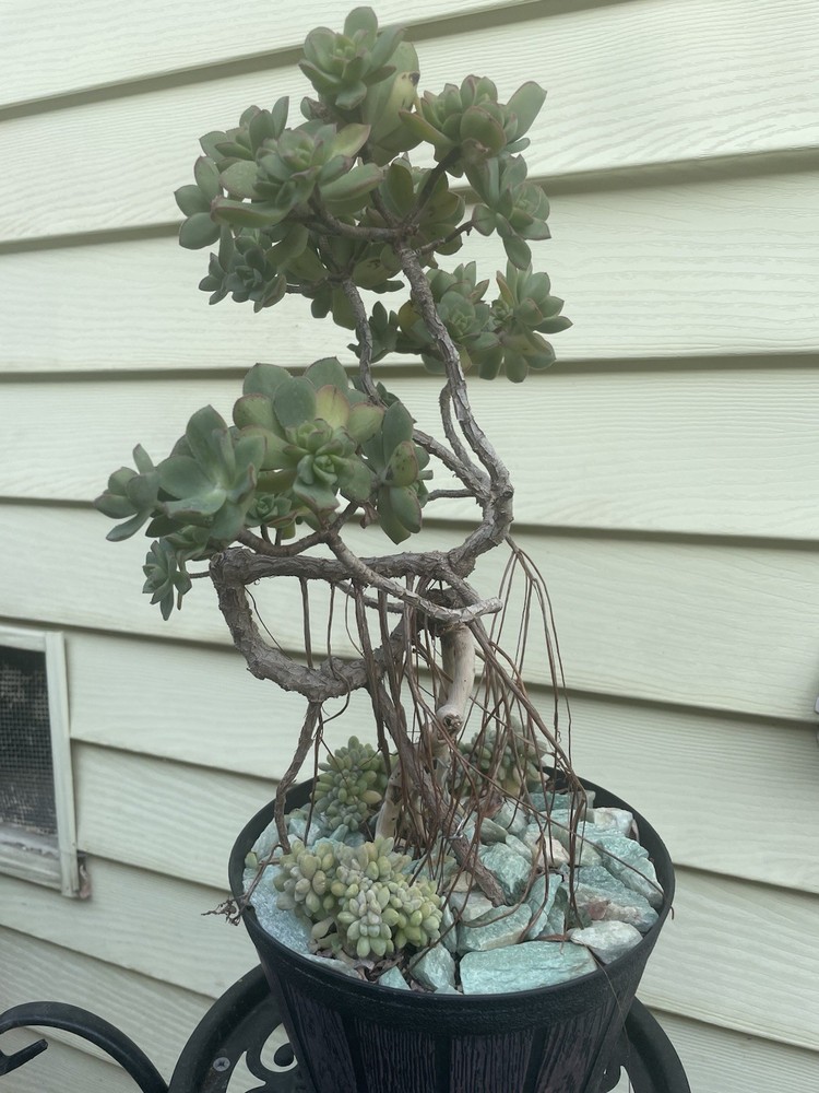 Bonsai Tree Aeonium Haworthia Tree Ship With Bare Rooted