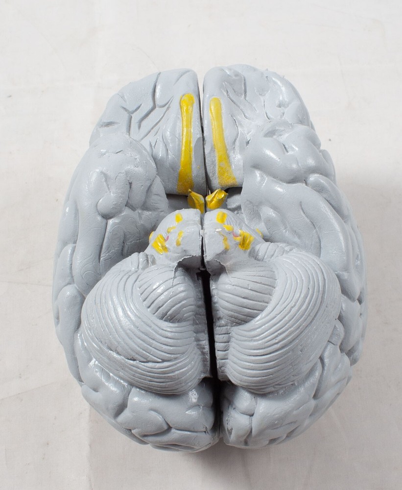 Anatomical Human Brain Model 3D Educational Teaching Tool