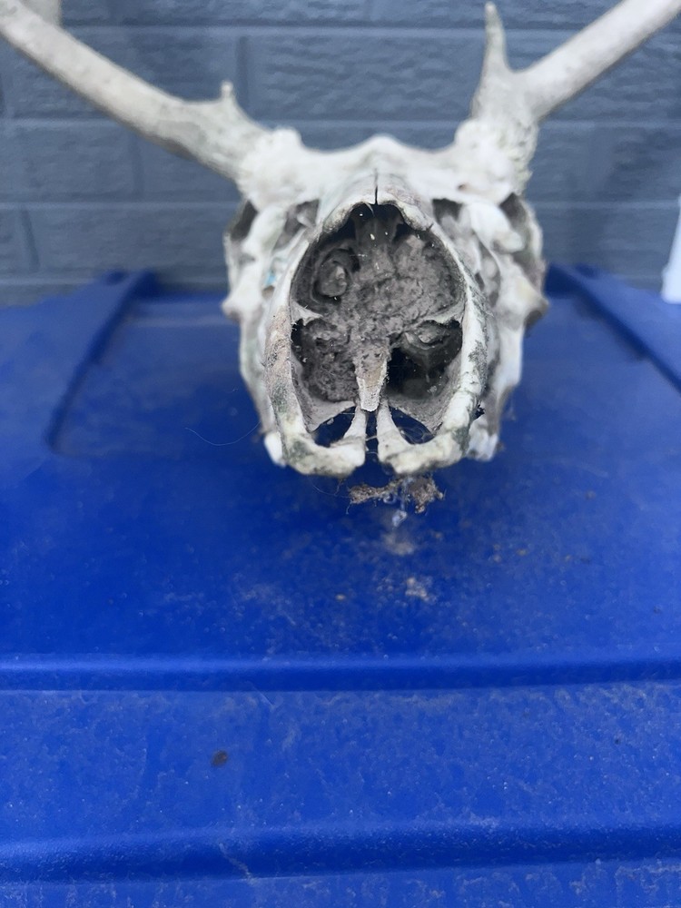 10 Point Buck Mule Deer Skull
