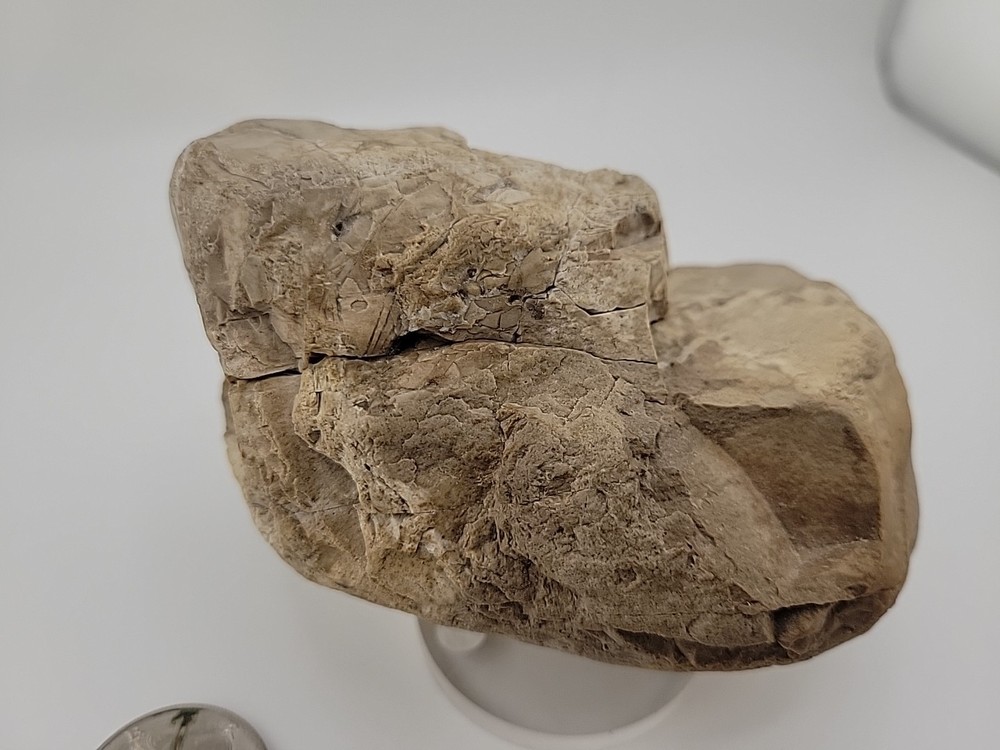 Egg Fossil Permineralized Compression Reptile Egg Fossil
