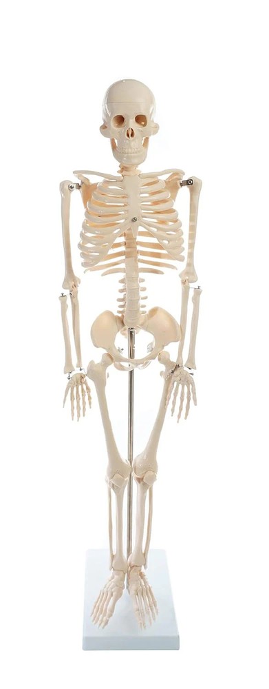 American Educational Skeleton Model, 34" Height