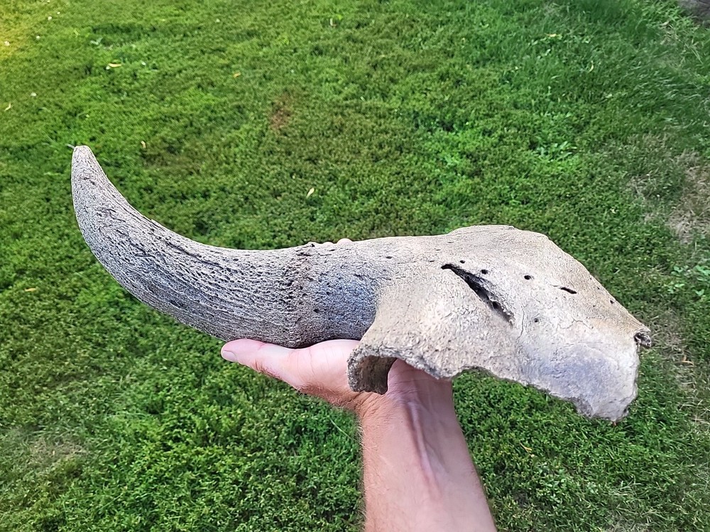 Historic Large Bison Horn Core Partial Skull river find