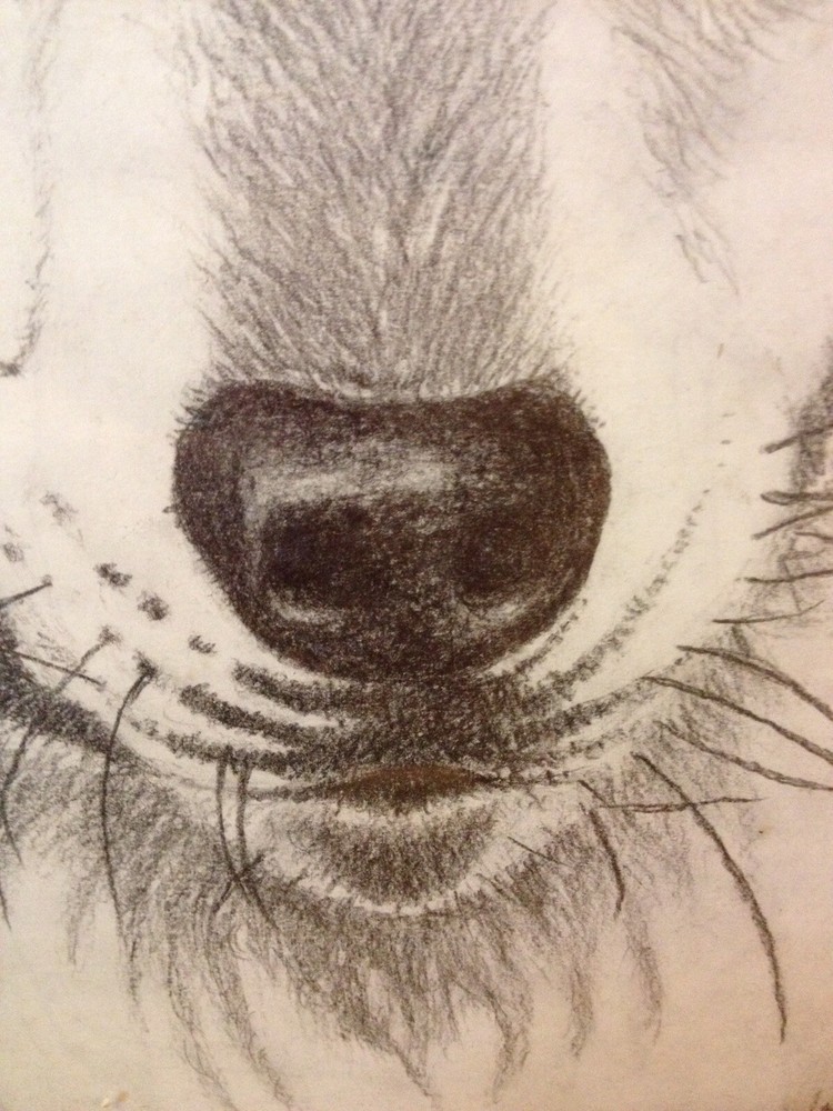 Wolf Original Drawing Framed