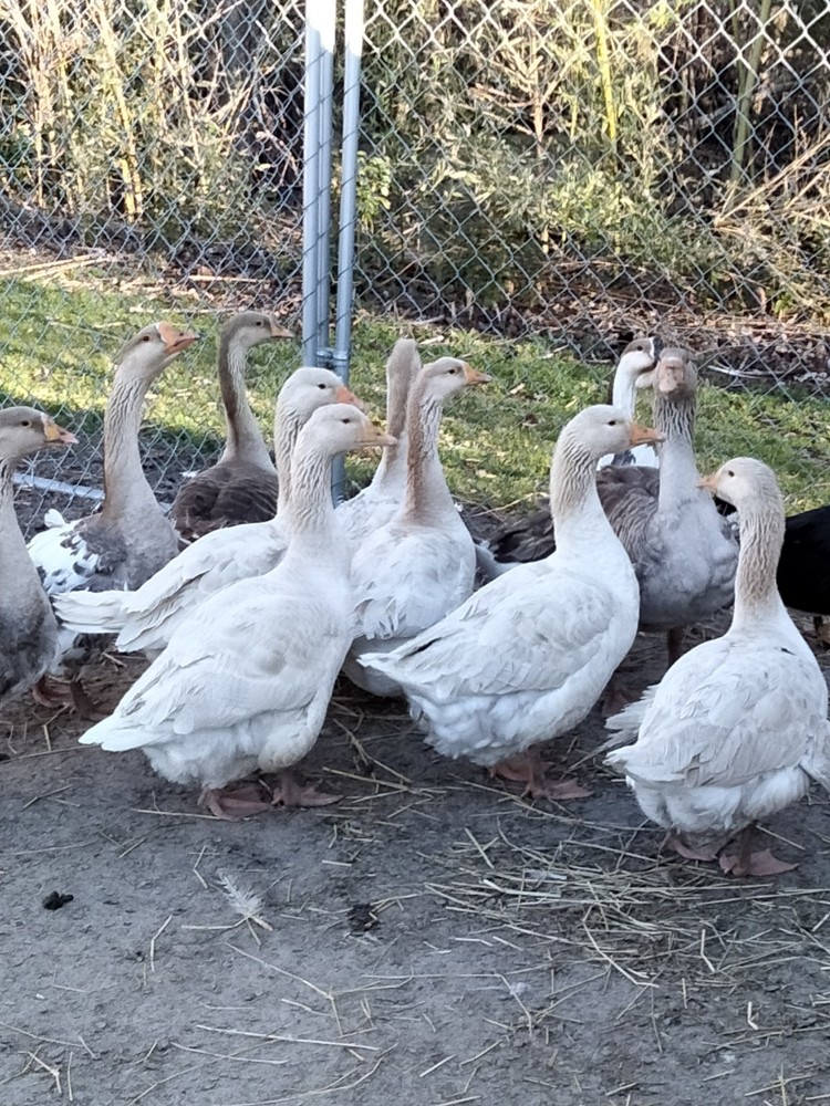 4 Mixed Goose Hatching Eggs *Read Description*