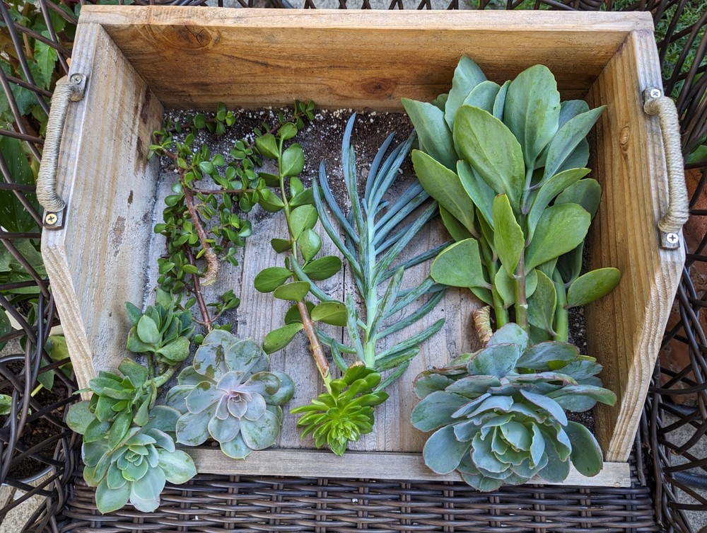 Wood Planting Tray