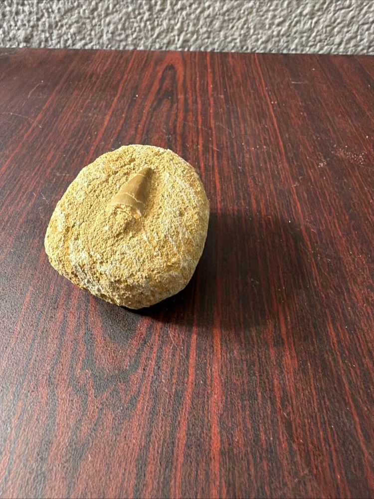 mosasaur tooth