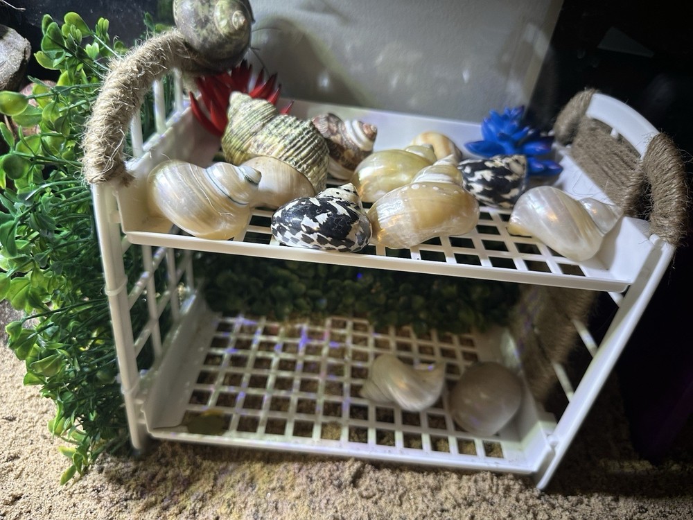 Handmade Hermit Crab Shell Shop