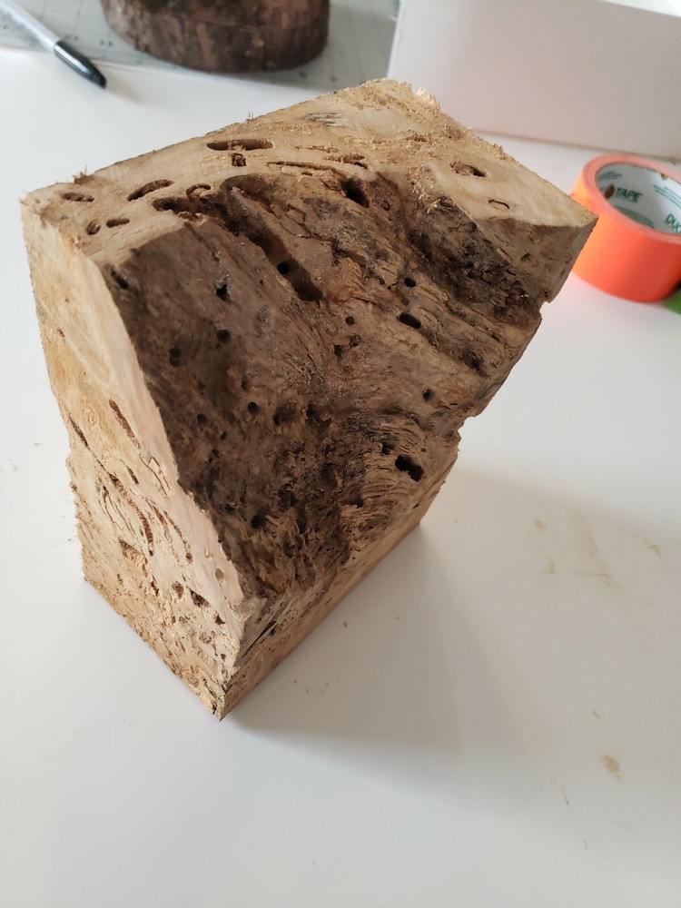 Spalted Maple Block Bug Holes Great Epoxy blank Turning Wood Knarly #352
