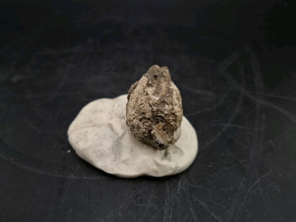 Real Fossil Dinosaur Egg Embro Permineralized Uv Reactive