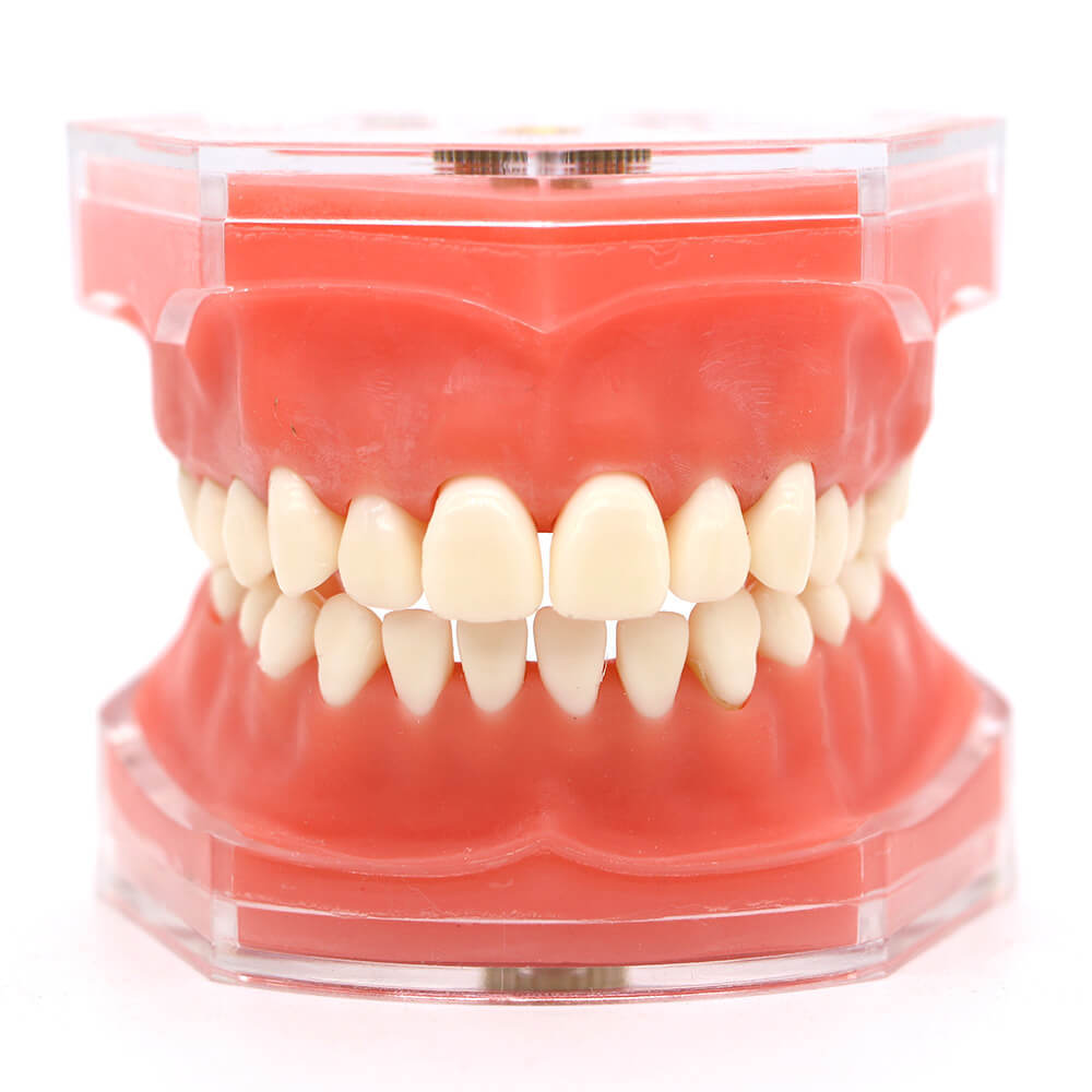 Orthodontic Study Model 4004 with 28 Removable Teeth for Dental Bracket Training