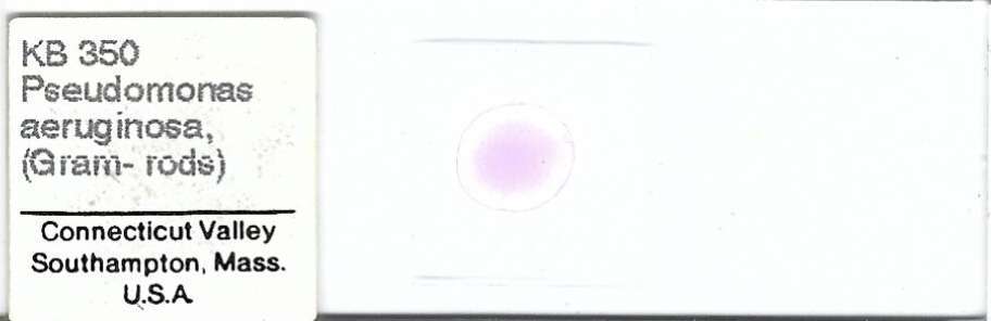 Pseudomonas aeruginosa Microscope Slide