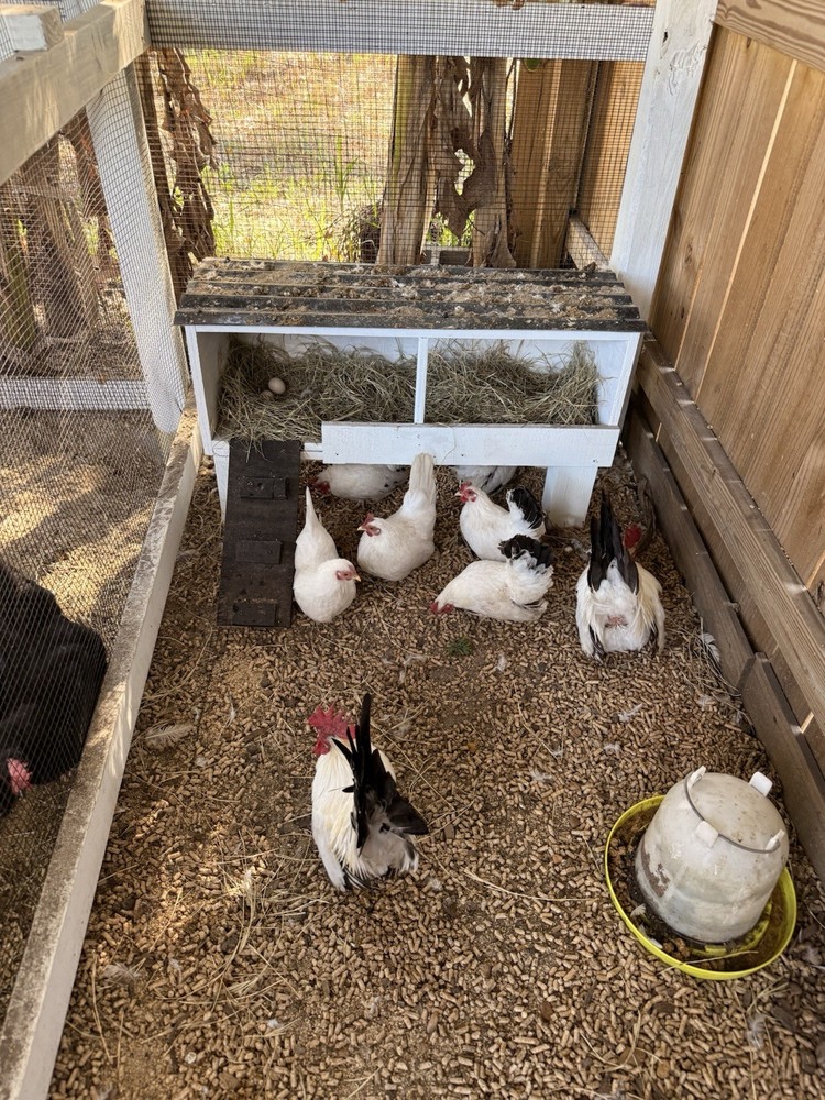 8 Japanese bantam hatching eggs