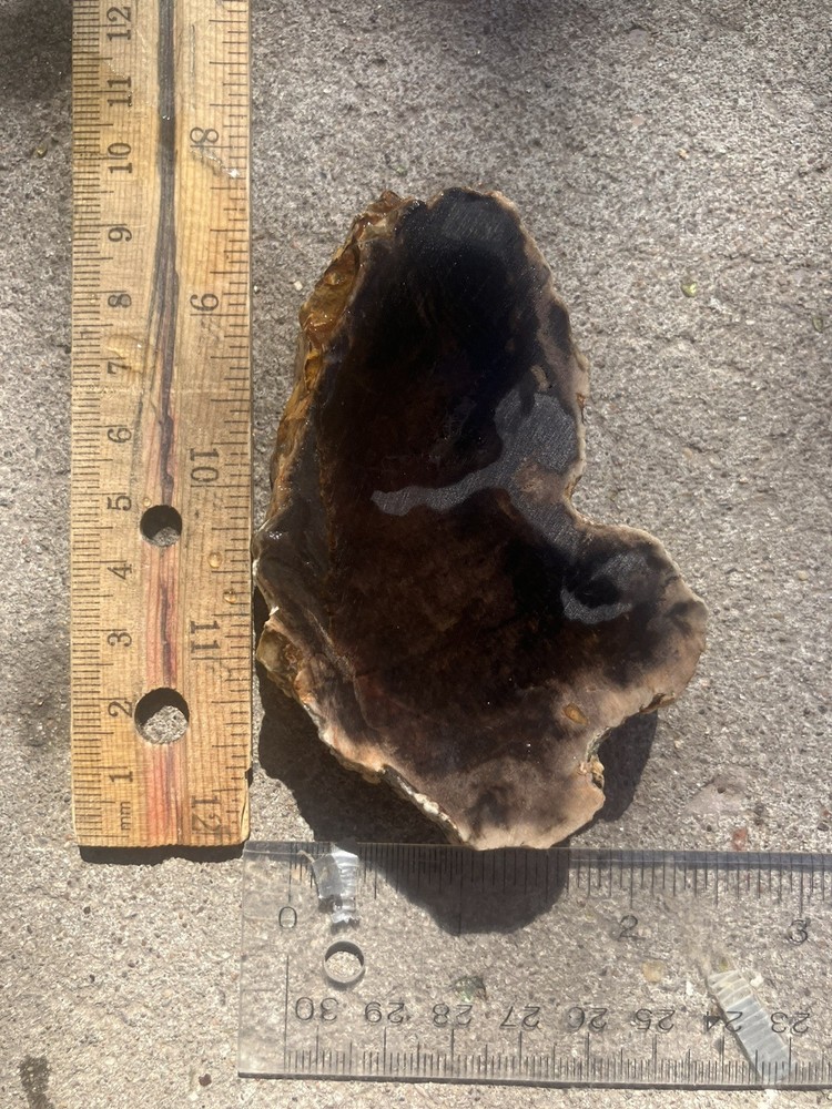 Petrified Wood Slab
