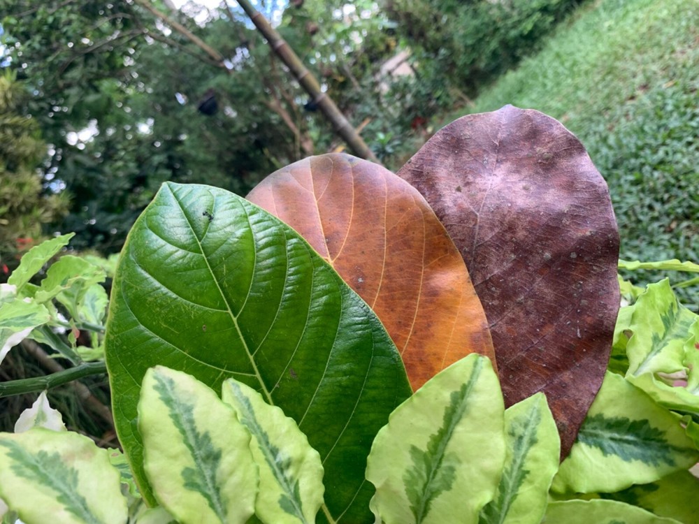 Jack Leaves
