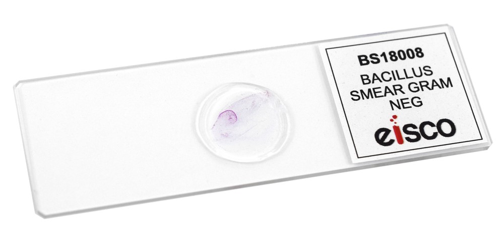 Bacillus Smear, Gram-Negative, Prepared Microscope Slide - 75x25mm - Eisco Labs