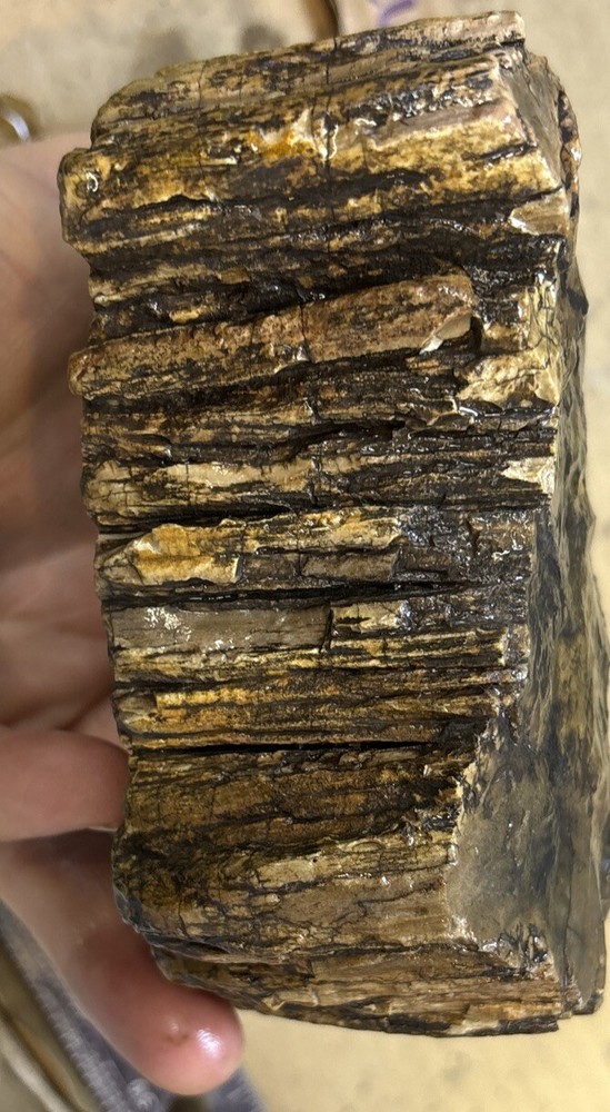 petrified wood Full Round