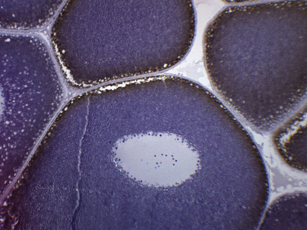 Frog Ovary - Prepared Slide - 75x25mm - Eisco Labs