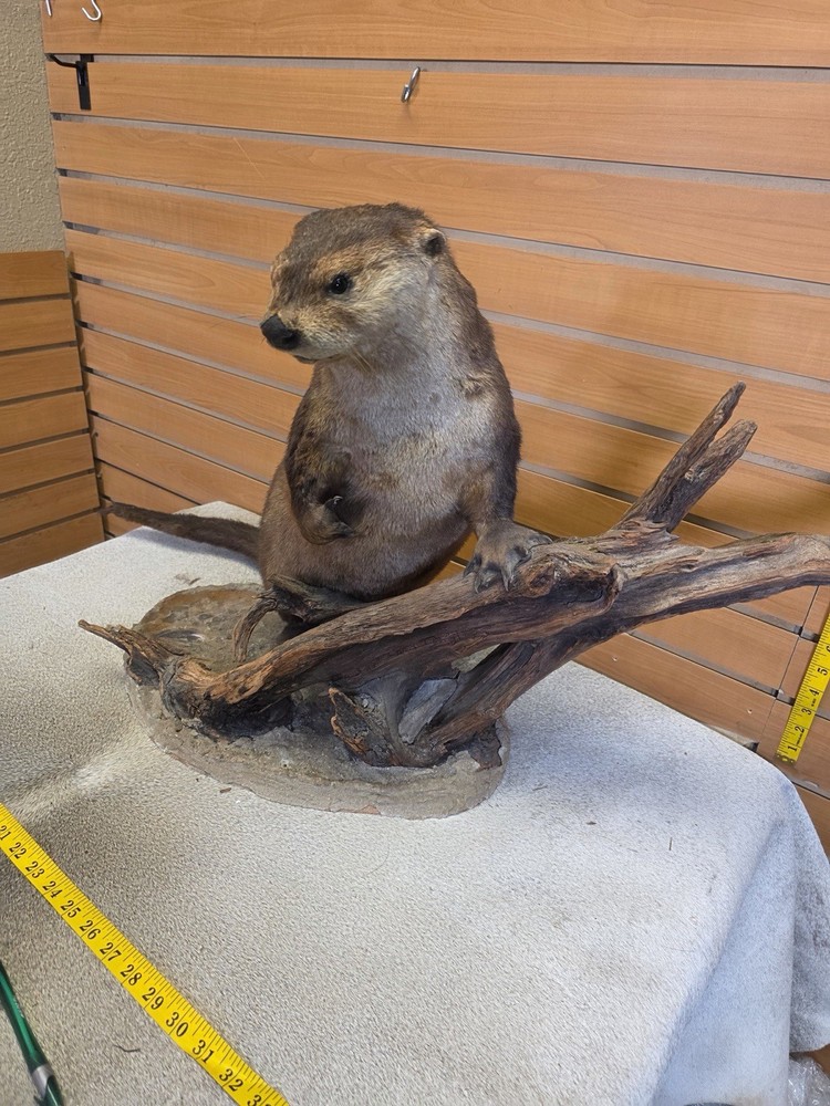 Otter taxidermy mount