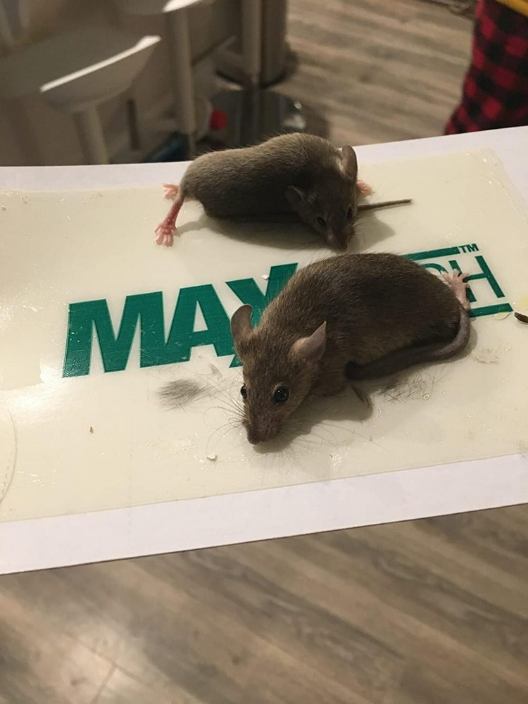 Mouse Mice Rat Killer 36 Pack Sticky Sheets Adhesive Roaches Mouse Glue Boards