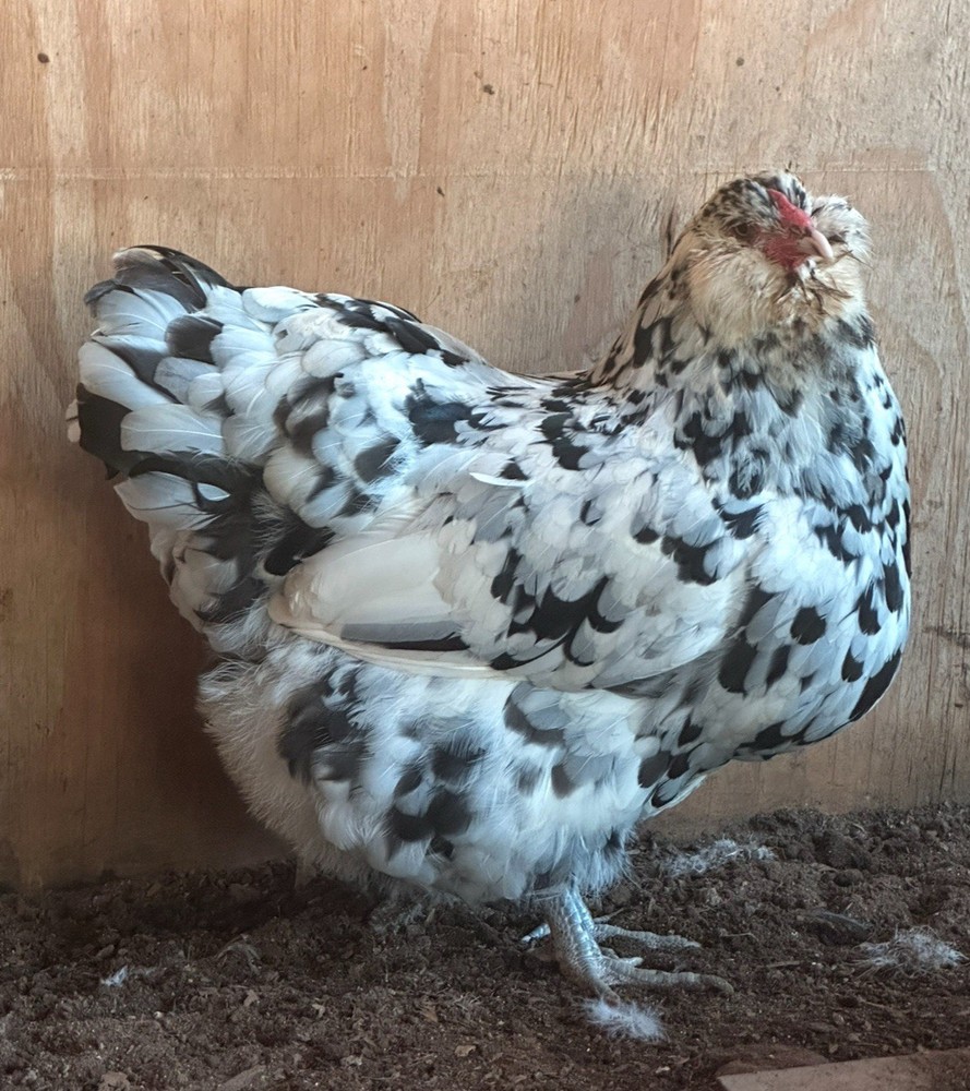 Ermine Ameraucana Hatching Eggs 12+