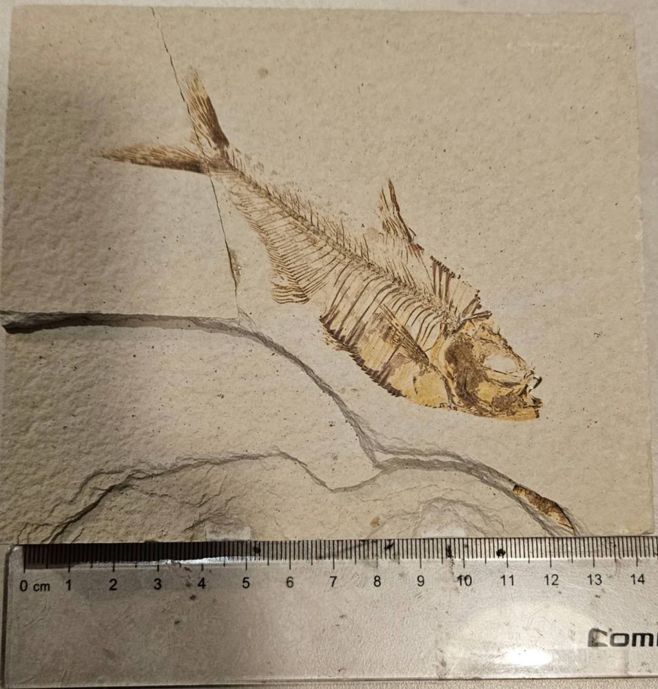 diplomystus fossil