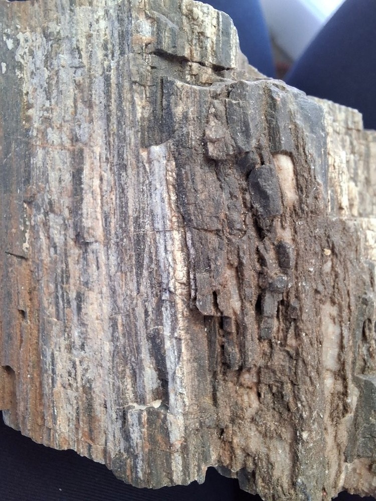 Petrified Wood Specimen