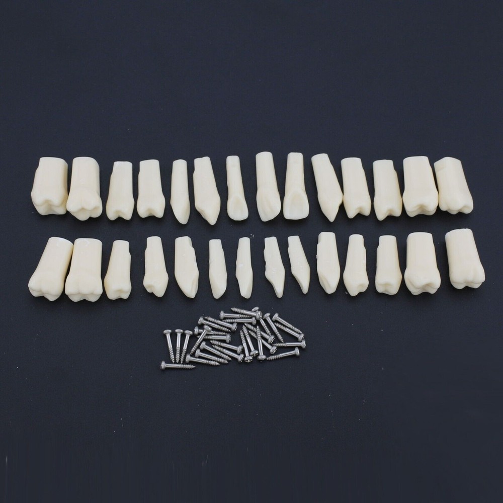 Dental Typodont Teeth Model With Removable Teeth Anatomical Screw Mounted Teeth